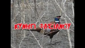 βικτωρια φασιανου — GR news