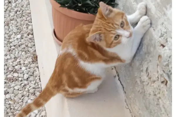 μανώλησ κουλουκουντήσ — GR news