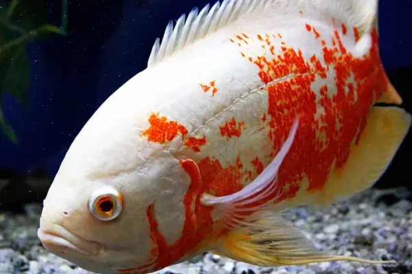 οσκαρ — GR news