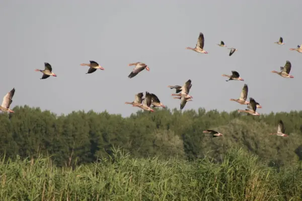 tisza — GR news