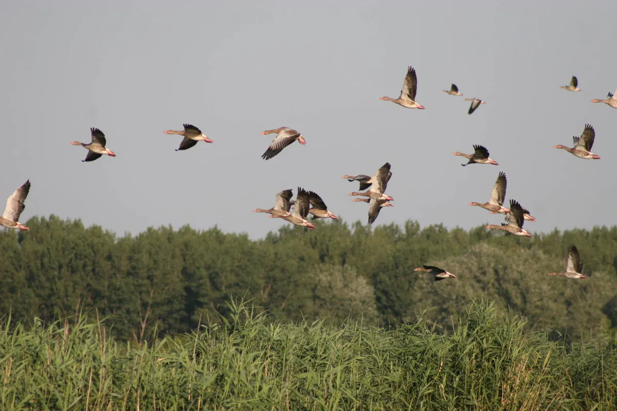 tisza — GR news